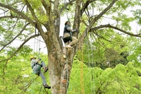 木登り体験、春の味覚大鍋も…「九頭竜アウトドアマルシェ」の景色　福井県大野市和泉地区で5月21日まで開催中