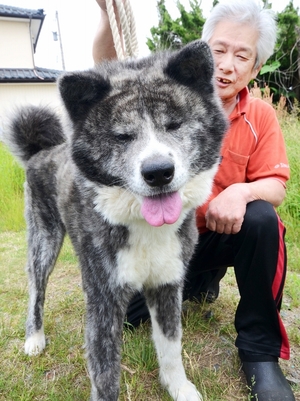 「マサル」並み期待、福井の秋田犬