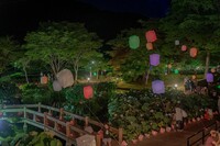 夜の花はす公園…つぼみを照らす幻想の光　福井県南越前町【ゆるパブ】