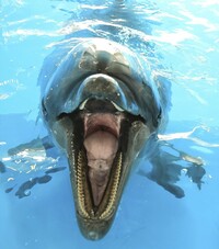 イルカをなでたら噛まれて負傷、遊泳中に突進され骨折も　福井県内の海水浴場で被害、目撃したらすべきこと【敦賀海保日誌】
