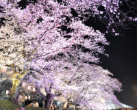 桜のトンネル、趣変えるグラデーションのライトアップ…福井県福井市で「ふくい桜まつり」【若越画報】
