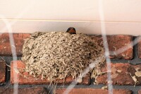 家にツバメが巣作り…カラスが襲いにきて気が気でない　専門家に聞いた住人ができること