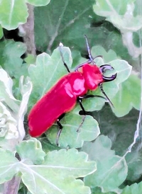 クワガタみたいな毒虫北上…ついに福井県で発見　真っ赤な「ヒラズゲンセイ」触ると危険