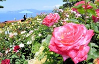レインボーライン山頂公園でバラ満開　サツキも近々見頃　福井県美浜町と若狭町