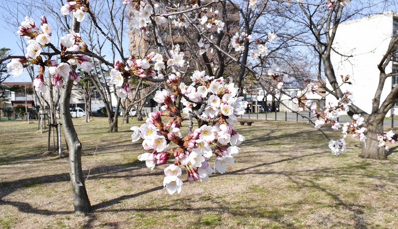 東洋紡の公園、桜の季節は一般開放