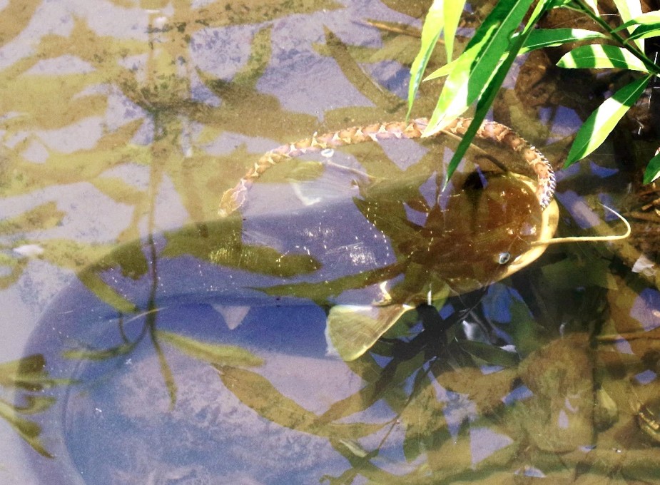 ナマズがマムシを捕食、カメラが捉えた　福井県鯖江市の川、大きな口からヘビの頭