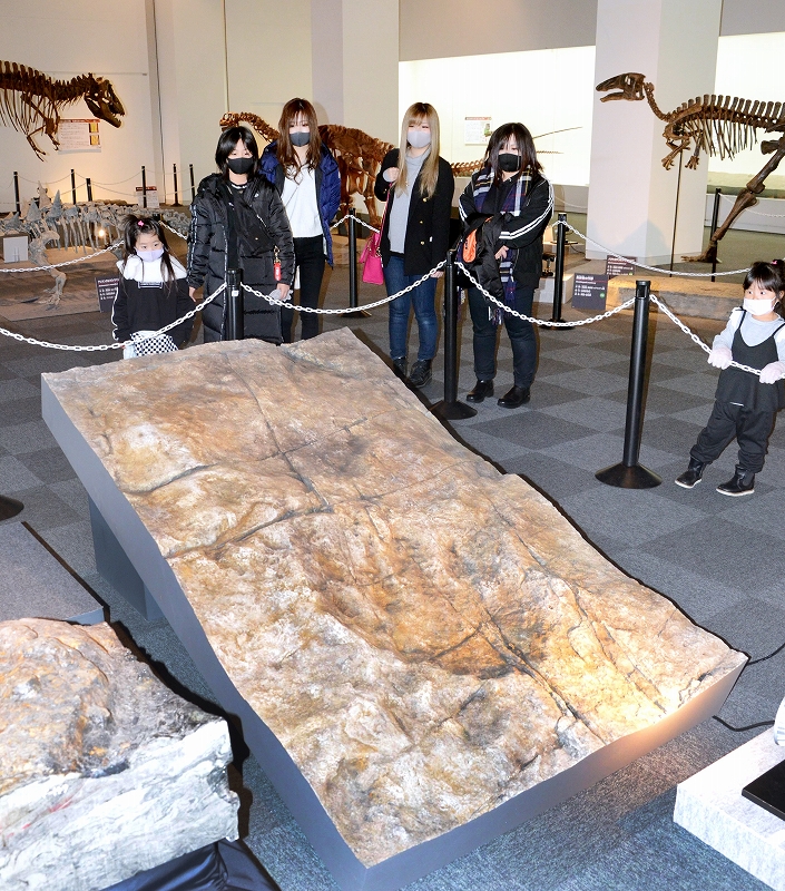 「大きすぎ」恐竜足跡50cm超化石