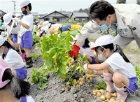 ジャガイモ、袋いっぱい　鯖江・豊小児童が収穫体験　みんなで読もう
