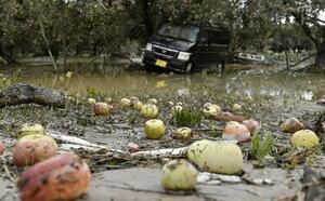 　冠水被害のリンゴ農園で泥にまみれたリンゴ＝２０１９年１０月１５日、長野市