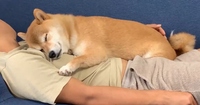 飼い主さんにぴとっ…と抱き付く　柴犬の「あざとい」入眠姿に24万いいね「布団は必要なさそう」