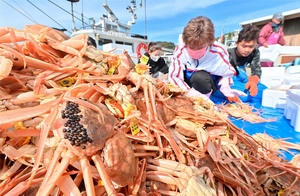漁が解禁され、タグ付けされる越前がに＝１１月６日、福井県越前町大樟の越前漁港