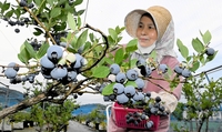 福井産ブルーベリー、濃い青色に熟した大粒の実　「成育は順調」農園で収穫始まる