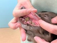 愛犬の歯磨きいつから？ 毎食後するべき？ 獣医師が歯周病の原因、予防法を解説【ペットドクター相談室】