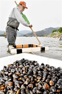 シジミ味良し形良し　美浜・久々子湖で伝統漁　初夏、うまみ豊か　「ぜひ食べて」