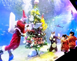 水槽内に設置されたクリスマスツリー＝福井県坂井市の越前松島水族館