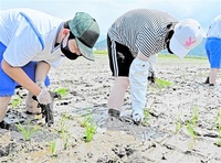 泥や苗触れ農業学ぶ　嶺北特支校生が就労体験