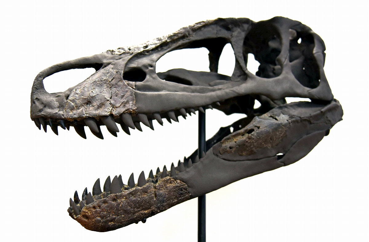 復元頭骨を世界初公開　英国“恐竜の島”で発掘されたティラノサウルス類「エオティラヌス」 福井県立恐竜博物館「海竜展」