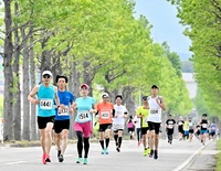 あわら市トリムマラソン、743人が快走　福井県あわら市、新緑の並木道を軽快に