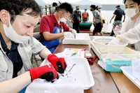 三方五湖のウナギ生態把握へ調査開始　福井県、目印に稚魚のひれを切り放流