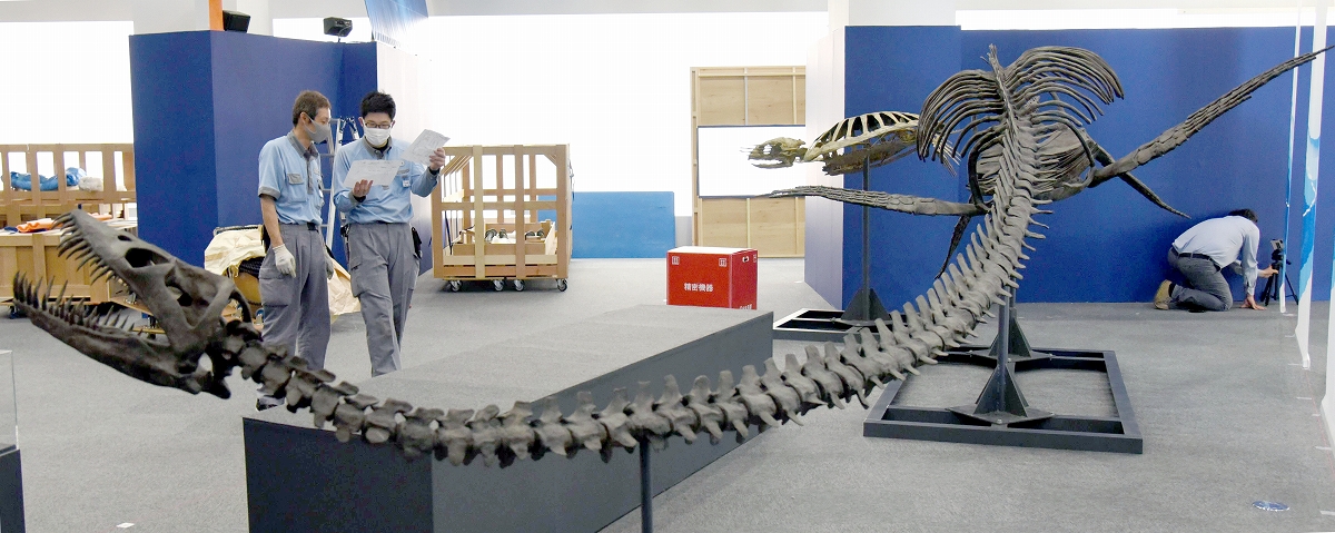 恐竜時代の海の猛者「海竜」たちが福井に集結　7月16日、福井県立恐竜博物館で特別展