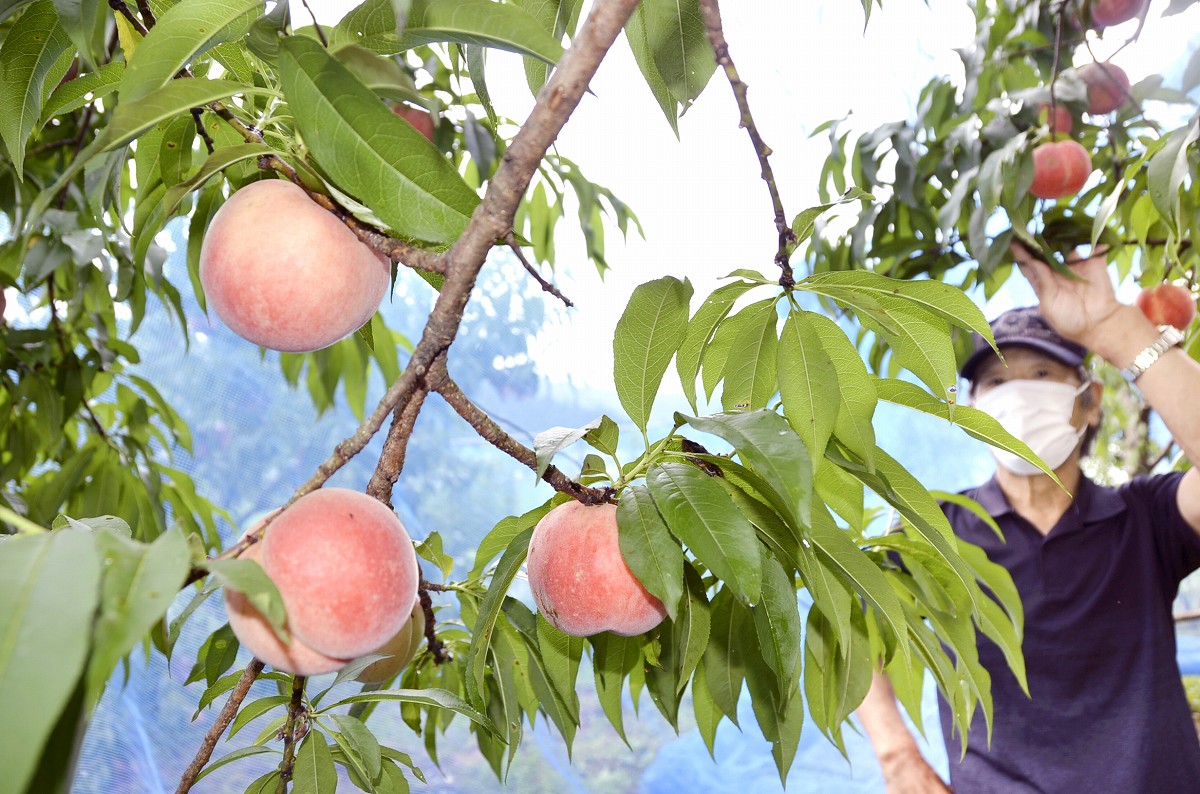 昨年の被害乗り越え、甘くて果汁たっぷりのピンクの実　早生のモモが収穫期　福井県鯖江市
