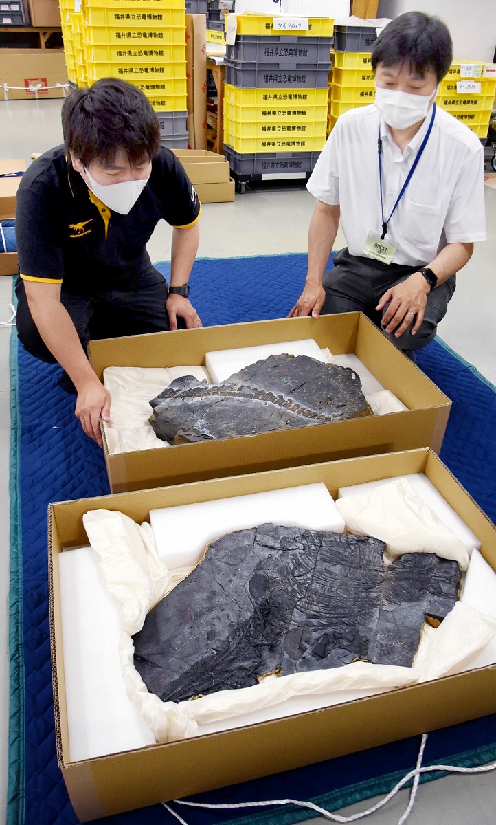 海の猛者の化石、福井県立恐竜博物館に続々　世界最古魚竜の化石も、7月16日から特別展