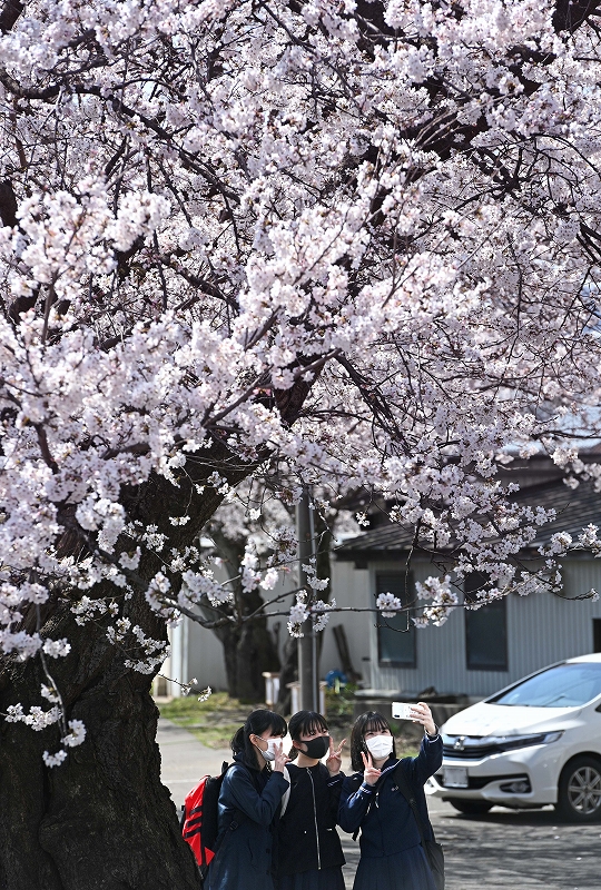 福井の桜が満開、観測史上最速