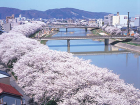 「桜の名所百選」にも選ばれた６００本の桜のトンネル