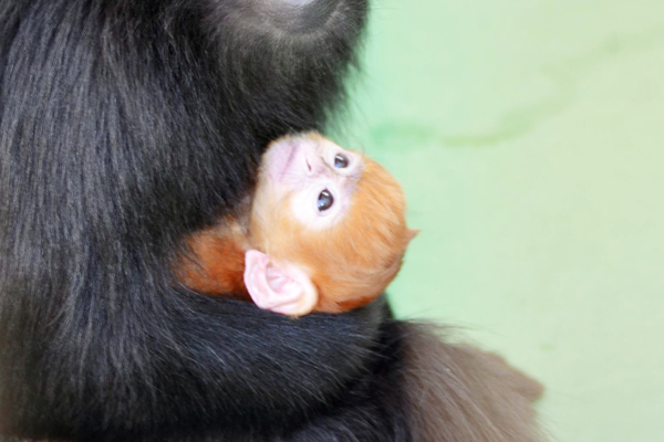 サルの赤ちゃん誕生、目くりくり