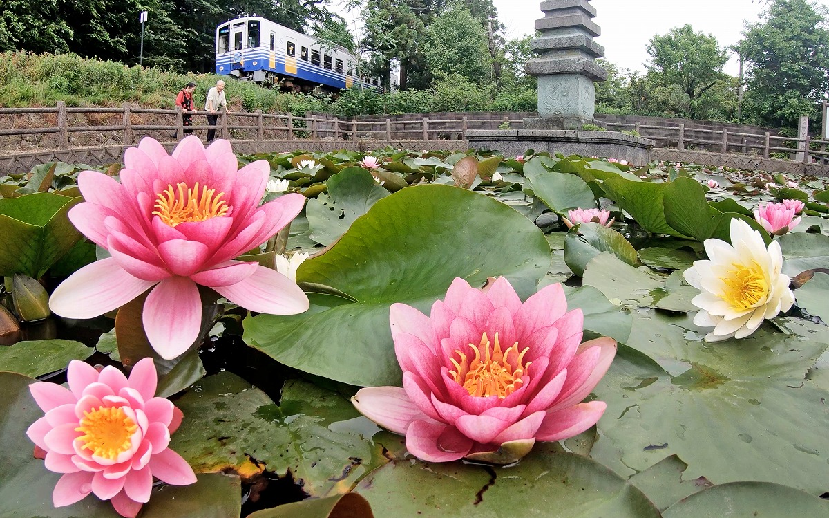 スイレンの花、水面に映える　ピンクや白の花びらが人々を和ます　福井県坂井市