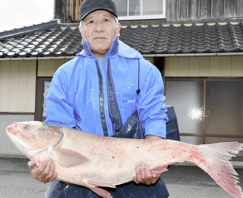 淡水魚ハクレン捕獲、福井県で初確認