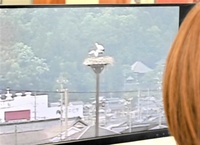 ひな２羽　動画で見守ろう　鯖江市がライブ配信開始　誕生したばかりのコウノトリ