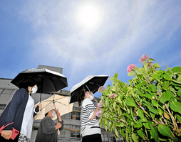 強い日差しが照り付ける中、日傘を差して歩く女性たち＝２８日、福井市大手３丁目