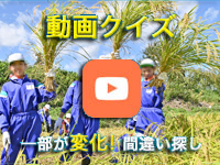 【動画クイズ】どこが変わった？ 福井市内の児童が稲刈りを体験（福井…