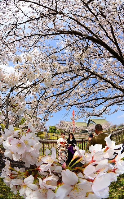 【写真アルバム】福井県内の桜の名所