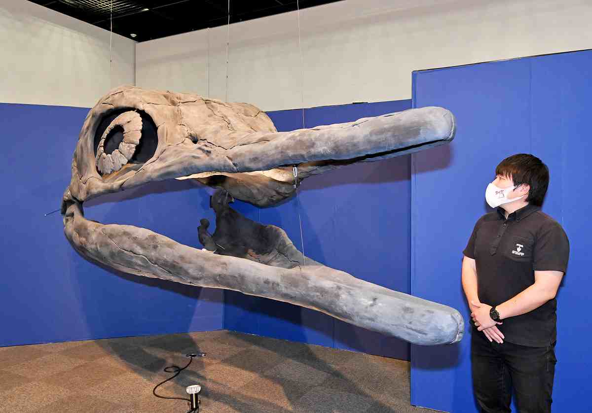 全長4ｍの頭部に発達した目、史上最大の魚竜類　ショニサウルス頭部が福井県立恐竜博物館「海竜展」へ