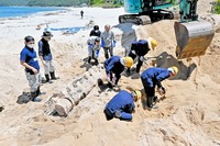 美浜に漂着のナガスクジラ、標本化へ骨格掘り出し　背骨やあばら骨回収、福井県立恐竜博物館に収蔵へ