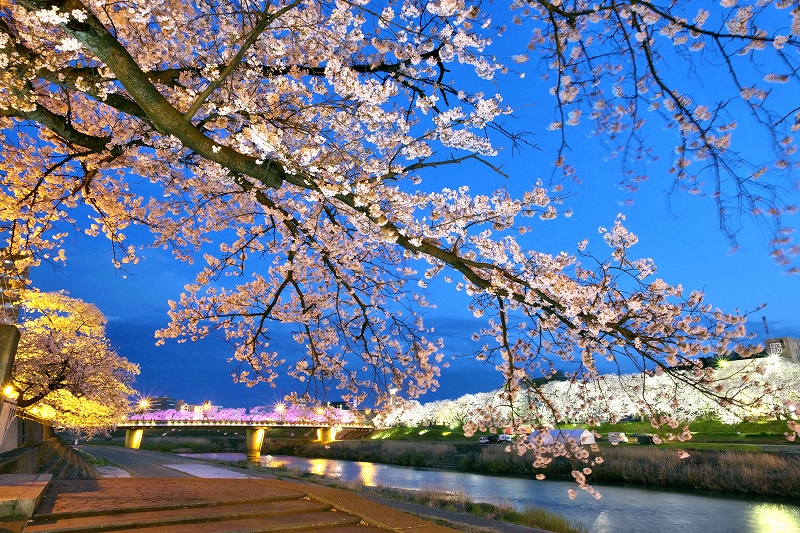 ふくい桜まつり2021、楽しみは夜