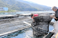 北陸新幹線延伸の年に出荷する「敦賀真鯛」の稚魚、福井県の敦賀湾で養殖スタート　2022年は4万6千匹