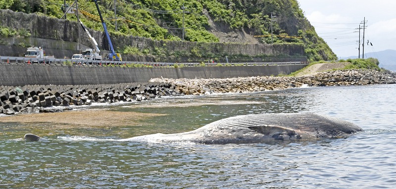 クジラ死骸が漂着 腹部爆発の危険も 体長12ｍ 全国でも珍しい種類か 社会 福井のニュース 福井新聞online