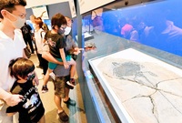 「楽園」で進化したユニークな海竜たち　福井県立恐竜博物館研究員が特別展の魅力解説　