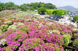 色とりどりのツツジの花が咲き誇るさばえつつじまつりの会場＝２０１９年５月３日、福井県の鯖江市西山公園