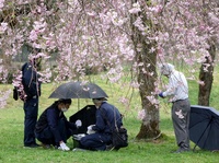 桜ライトアップに冷や水…　朝倉氏遺跡で発電機盗難か