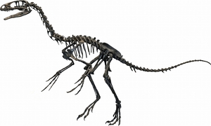 テリジノサウルス類と判明したフクイベナートルの全身復元骨格化石。首が短いなど原始的な特徴を持つ（福井県立恐竜博物館提供）