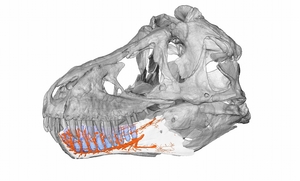 ティラノサウルスの下顎内の血管や神経管（オレンジ部分）のＣＧモデル（河部壮一郎准教授提供）
