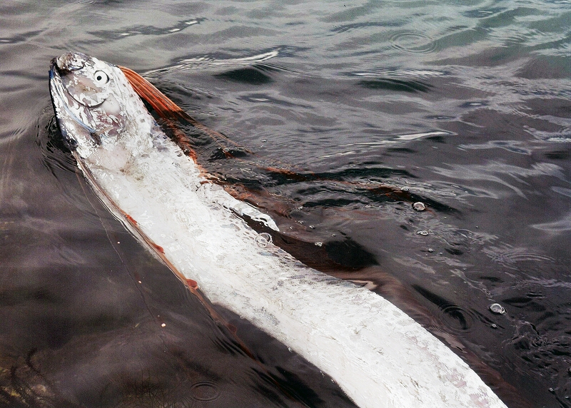 リュウグウノツカイ 深海魚のはずが 浅瀬で泳ぐ姿を発見 敦賀 社会 福井のニュース 福井新聞online