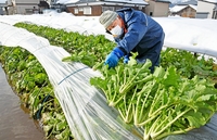 雪の下で甘み蓄え「勝山水菜」収穫