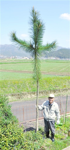 「奇跡の一本松」2代目、福井豪雨の被災地で成長　種から育て樹高5メートル