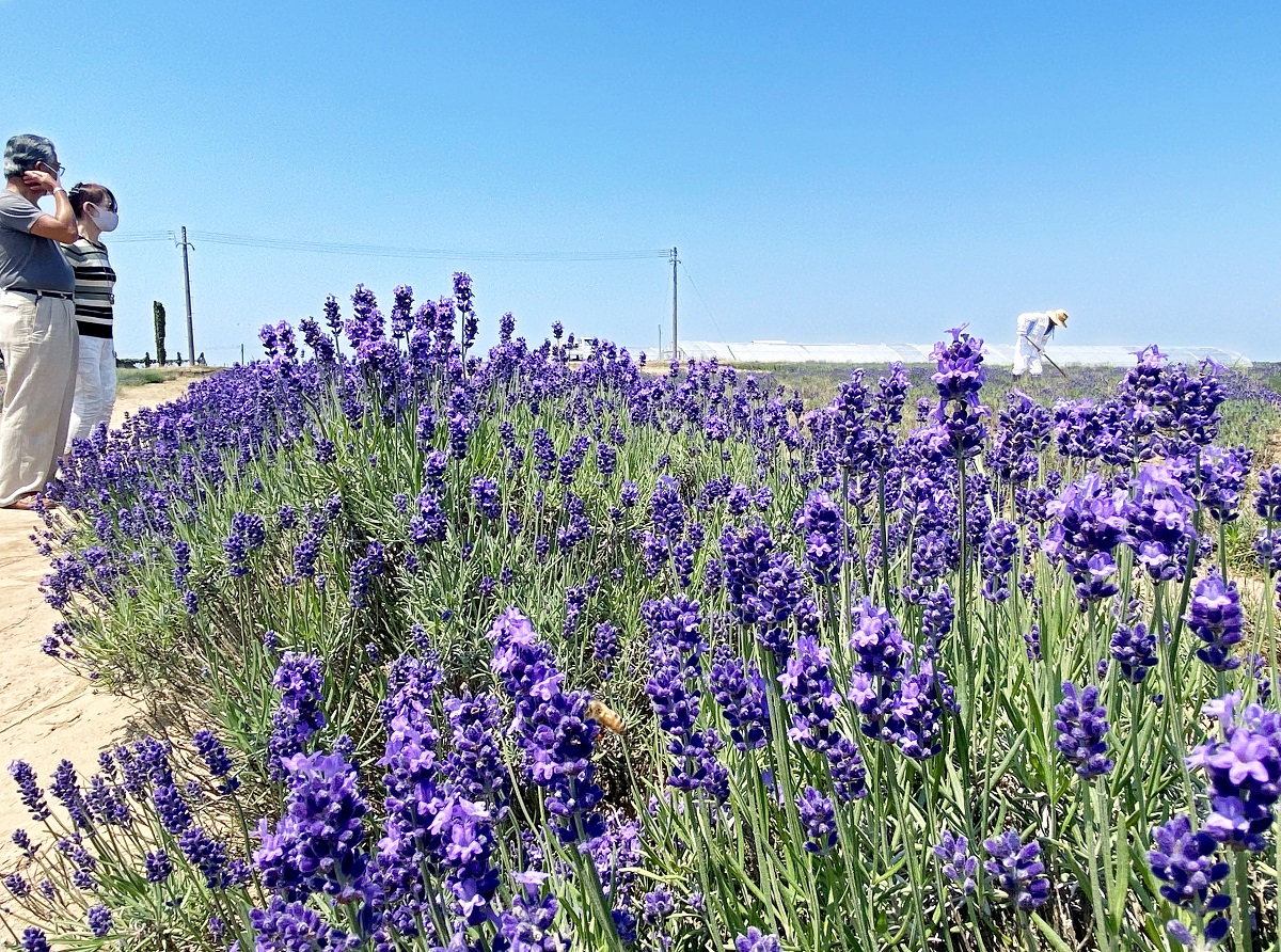 “真夏”の青空に紫　映える、香るラベンダー畑、福井県坂井市で見ごろ
