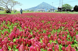 鮮やかな赤い花を咲かせ、休耕地を彩るクリムソンクローバー＝５月５日、福井県高浜町中津海